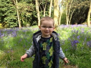 Bluebells at South Weald